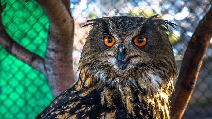 Кречет Уральский