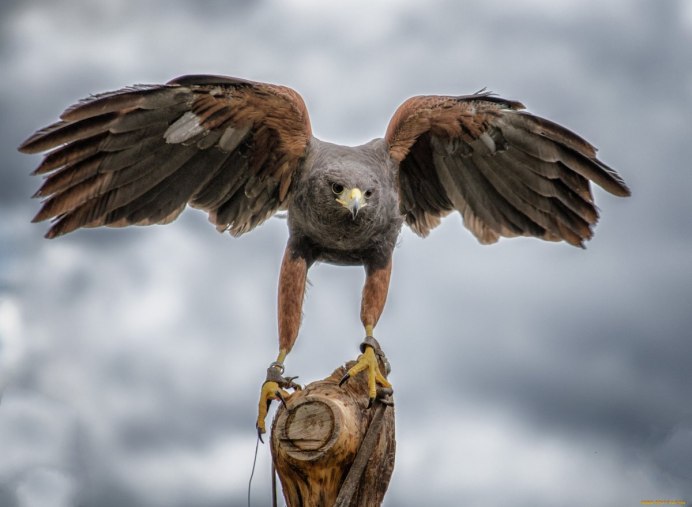 Бородатая неясыть охотится