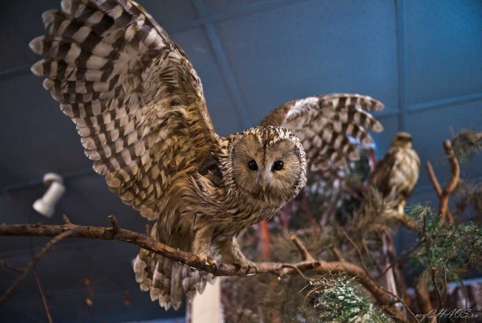 .Сова неясыть хищник,,,,,,,,,,,.,,..