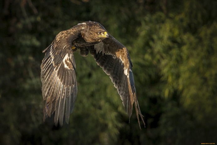 Коромандельский Филин