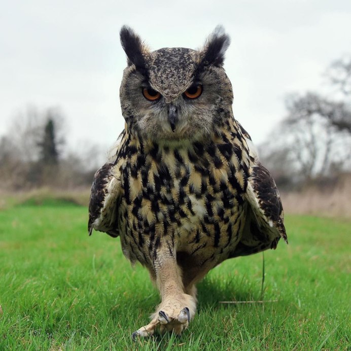 Сова питается