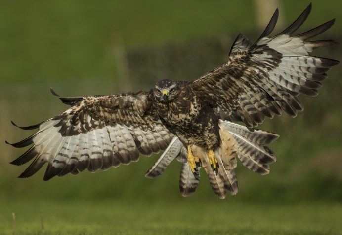 Неясыть хищная птица