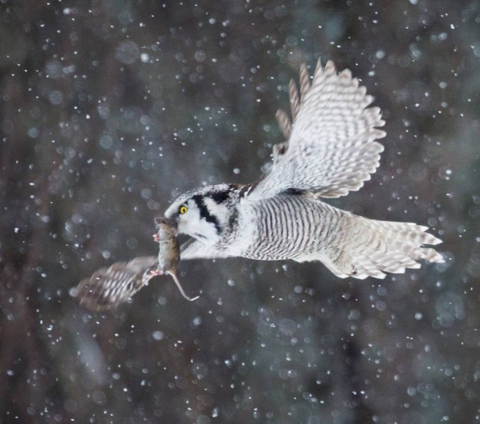 Филин обыкновенный (Bubo Bubo)