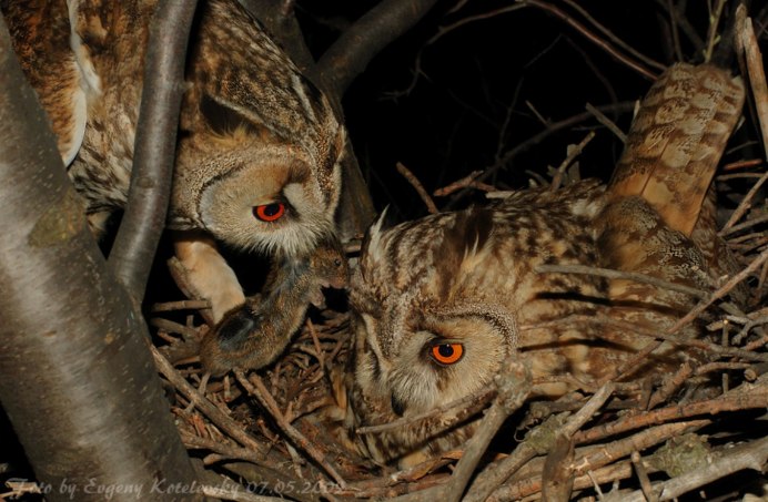 Совы средней полосы