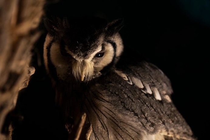 Сова сплюшка охотится