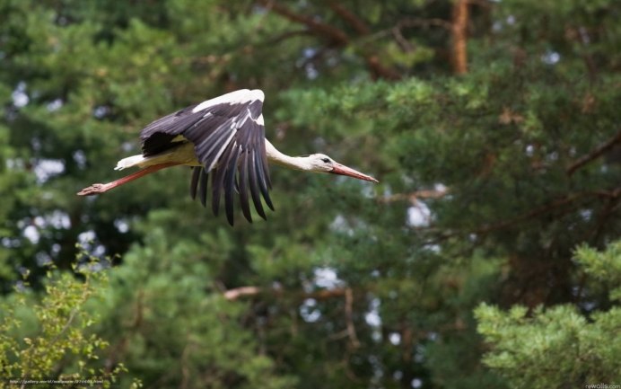 Аиста (Ciconia