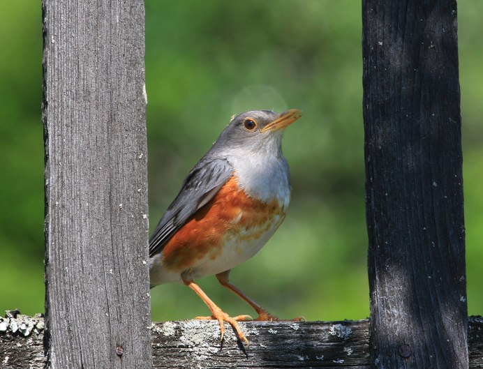 Сизый Дрозд птица