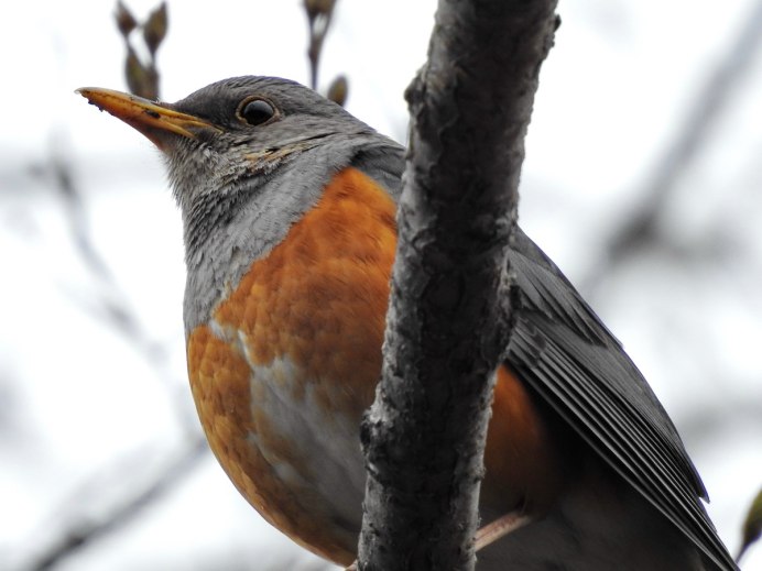 Сизый Дрозд