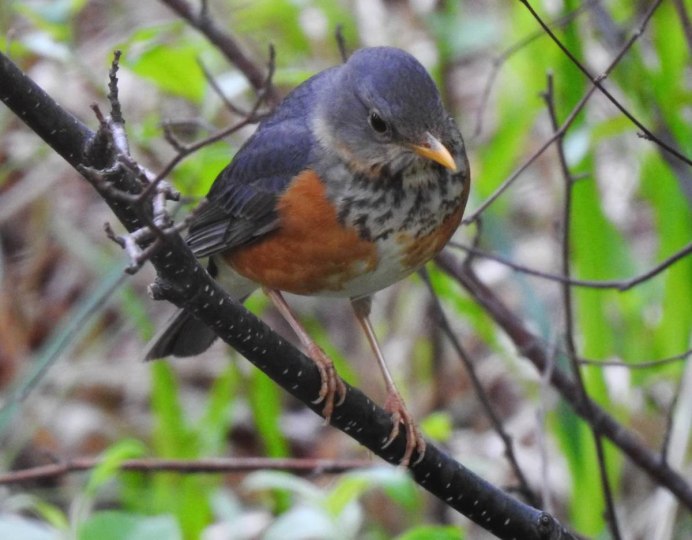 Сизый Дрозд Приморский край