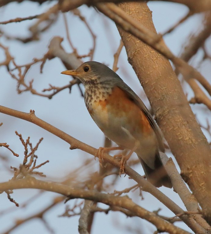 Сизый Дрозд птица