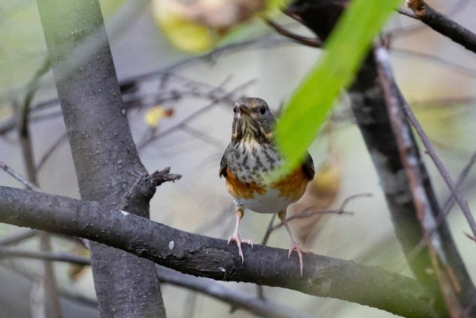 Серый Дрозд рябинник