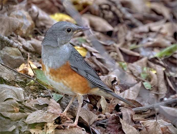 Сизый Дрозд