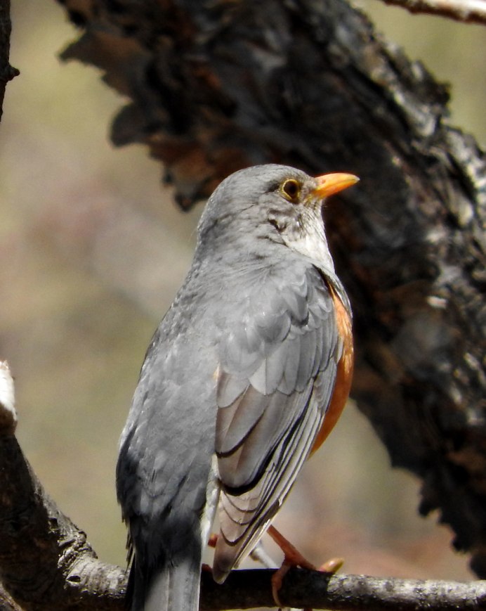 Черный Дрозд 2019