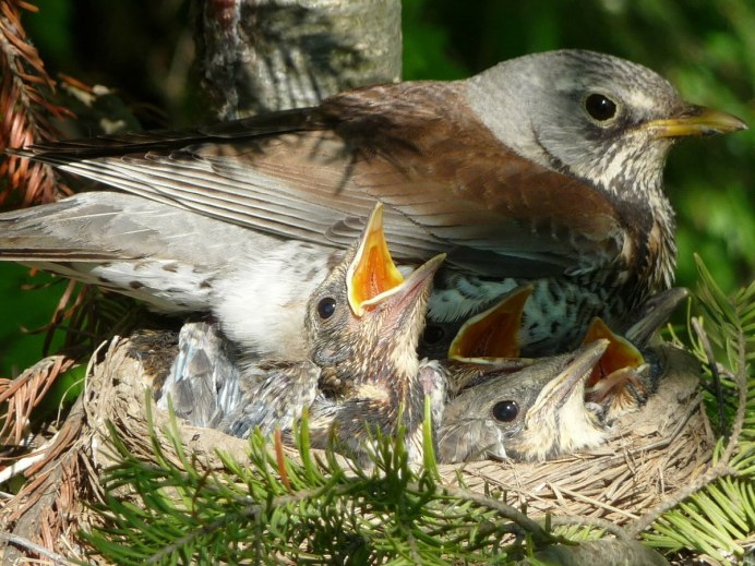 Оливковый Дрозд птица