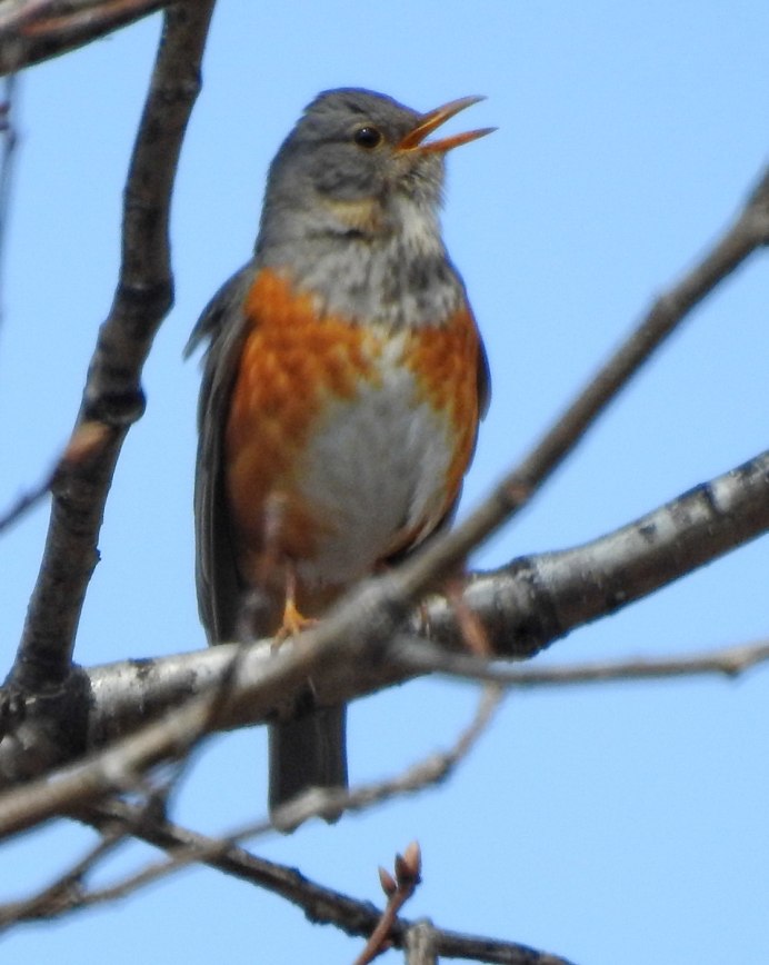 Дрозд Приморский край