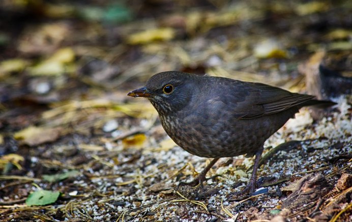 Афганский черный Дрозд