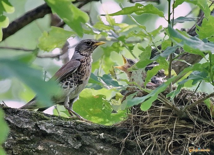 Сизый Дрозд