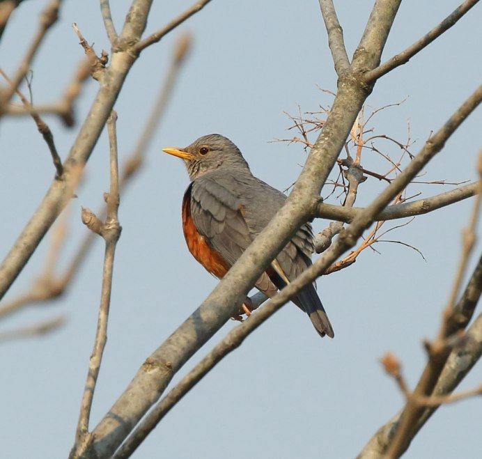 Дрозд-рябинник серый Дрозд деряба