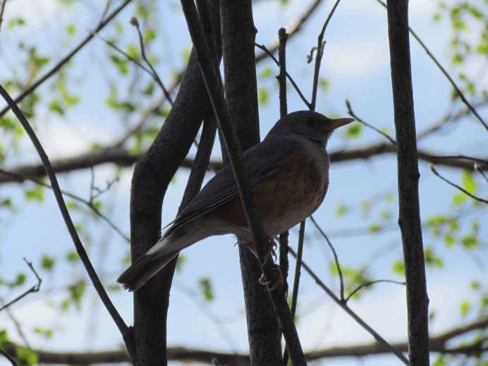 Певчий Дрозд птенцы