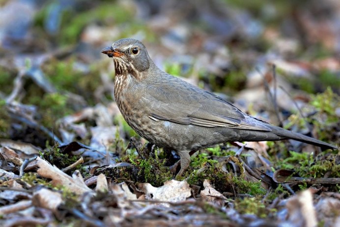 Дрозд зеленого цвета
