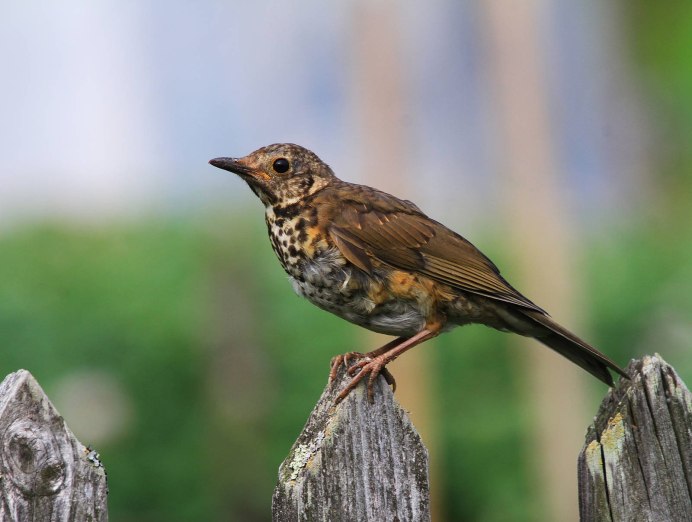 Дрозд Приморский край