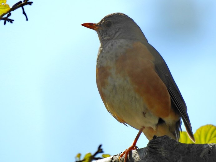 Turdus hortulorum