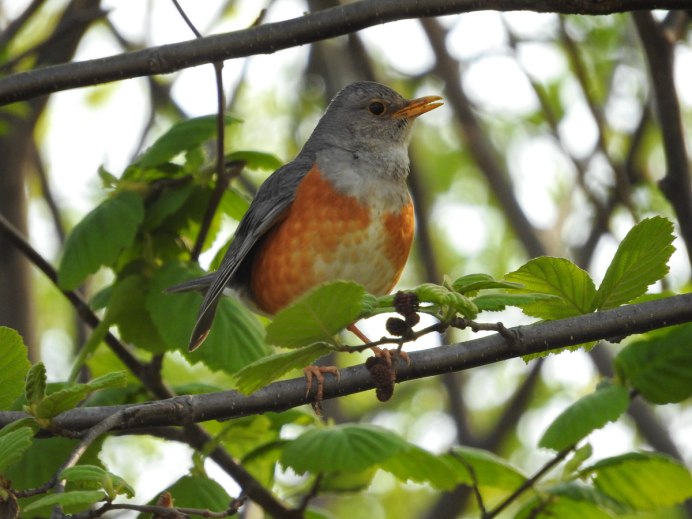 Turdus hortulorum