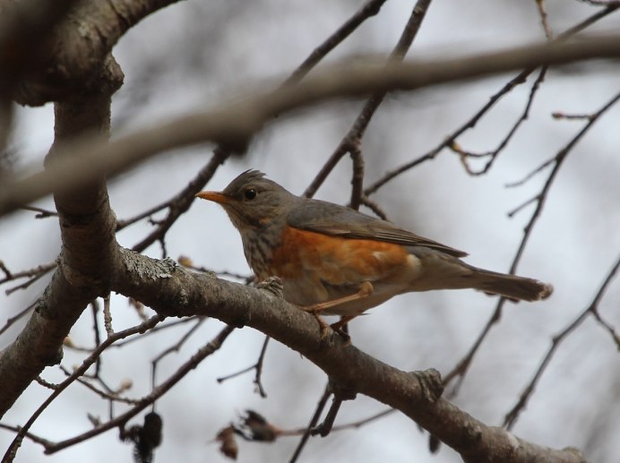 Сизый Дрозд