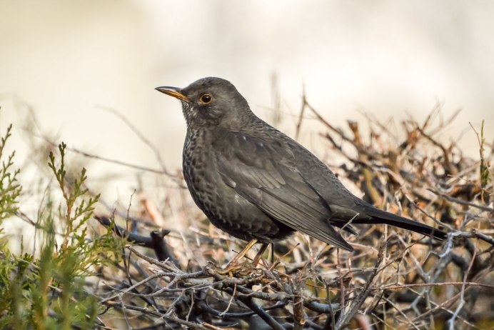 Turdus Merula группа