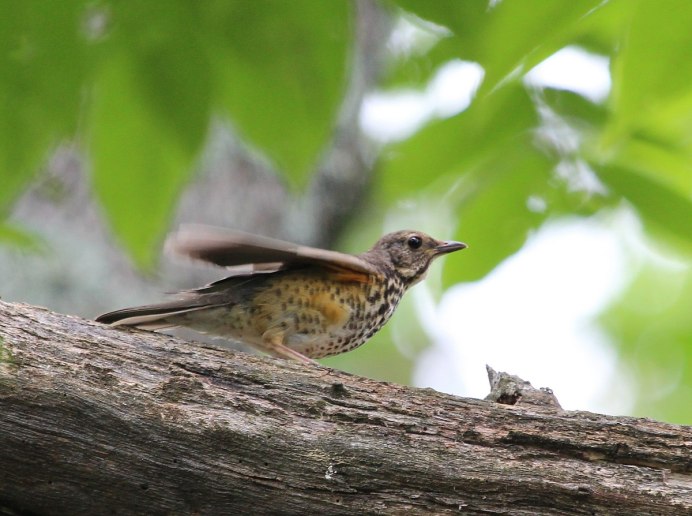 Дрозд обыкновенный