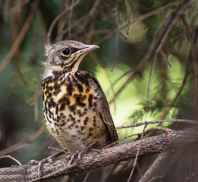 Серый Дрозд (Grey Catbird)