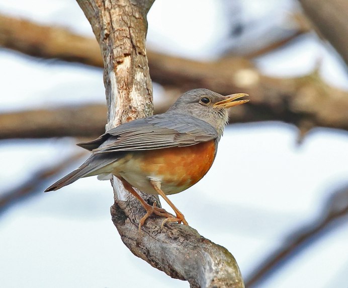 Птицы дальнего Востока весной