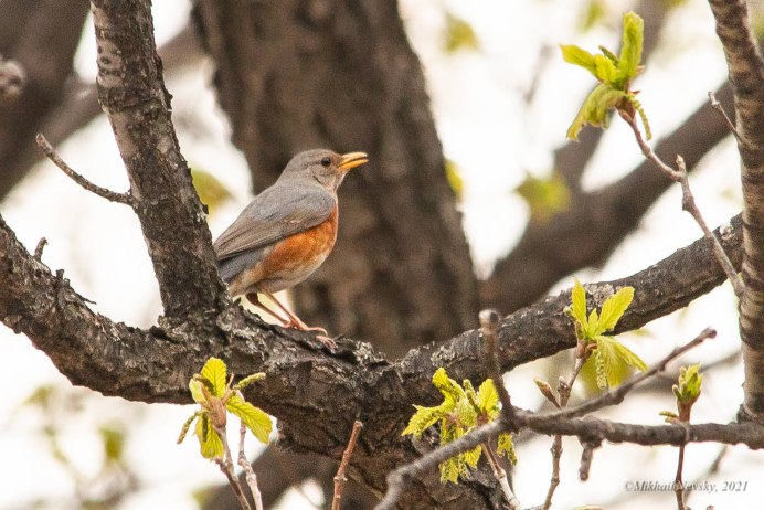 Сизый Дрозд гнездо
