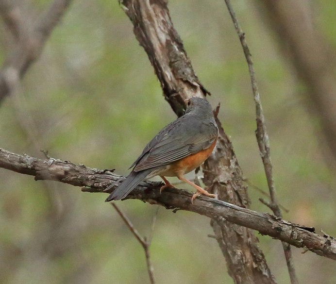 Желторотый Дрозд