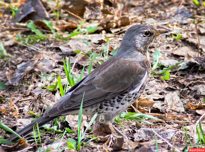 Сизый Дрозд самка
