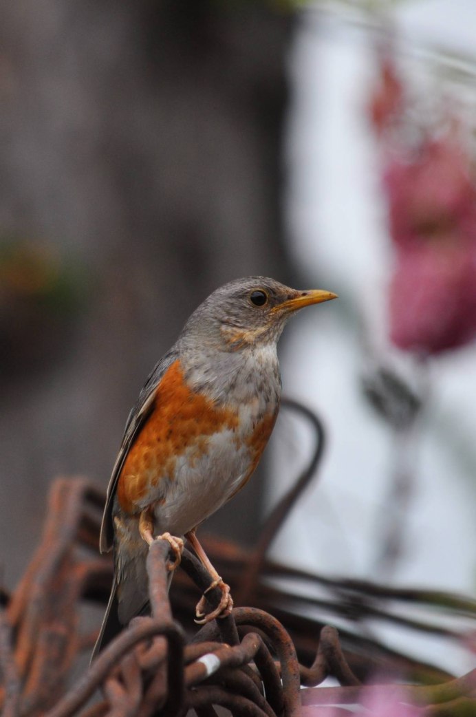 Сизый Дрозд самка