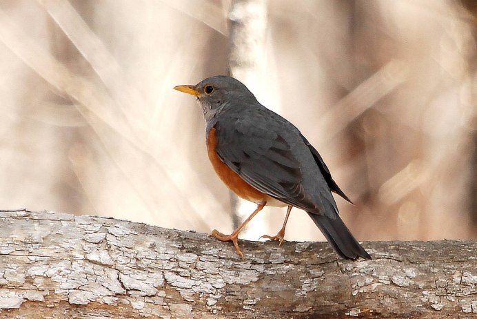 Сизый Дрозд птица