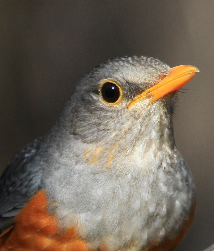 Сизый Дрозд