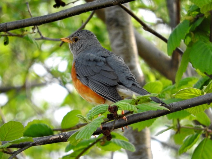 Дрозд Амурский