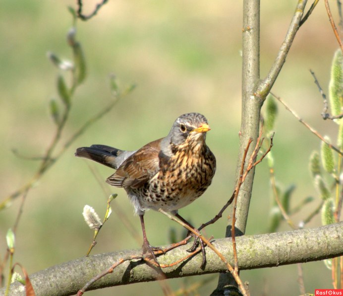 Чёрный Дрозд фото птицы зимой