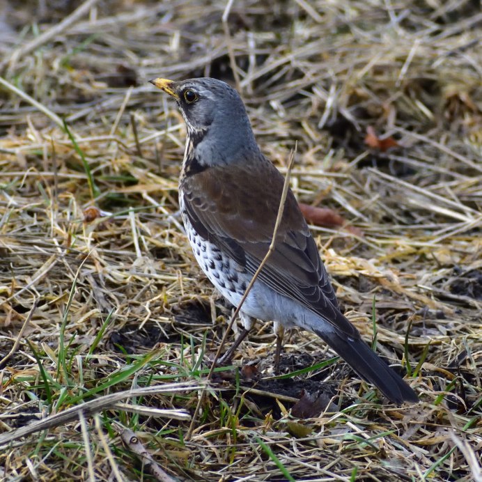 Сизый каменный Дрозд