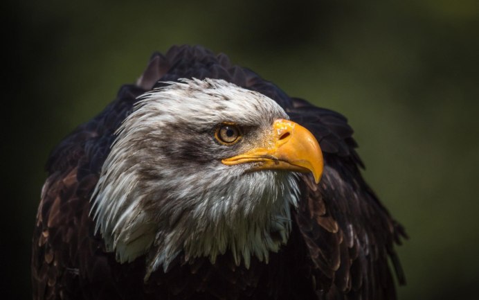 Ястреб крючконос птица