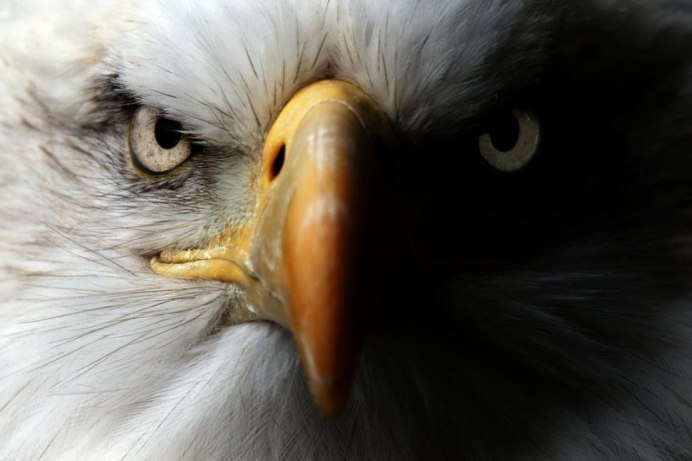 "Белоголовый Орлан"