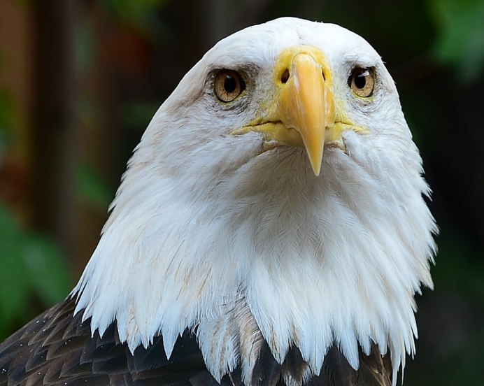Лилия bald Eagle
