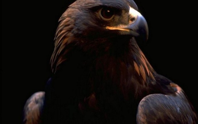 Белоголовый Беркут