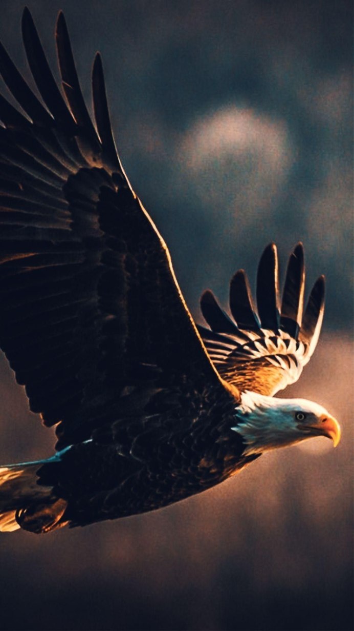 Агрессия птиц