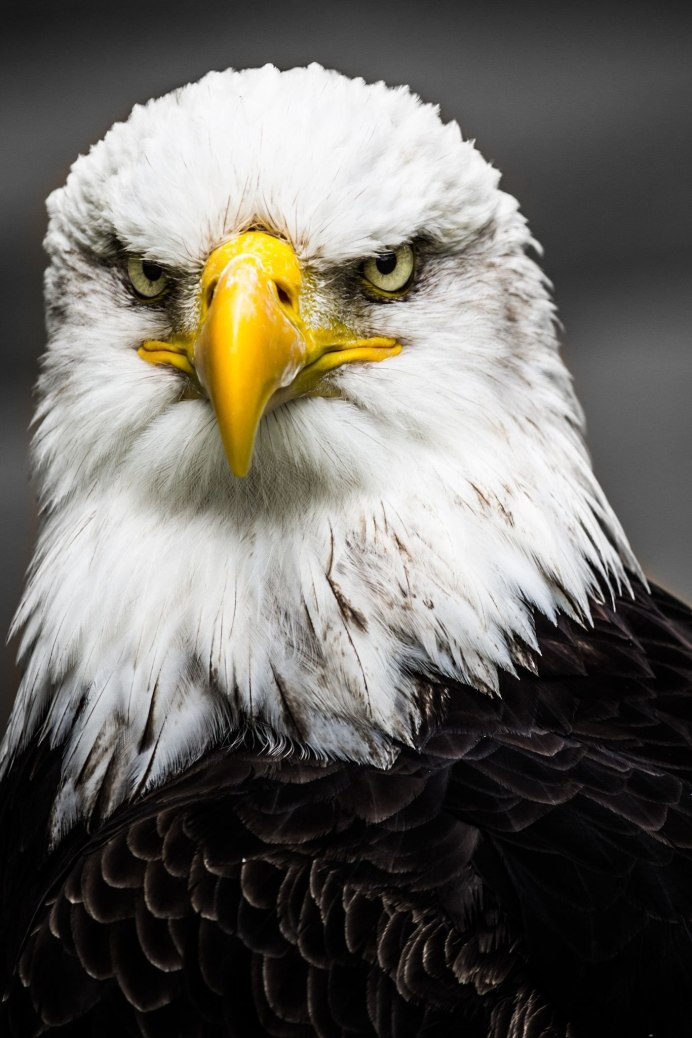 Белоголовый Орлан анфас