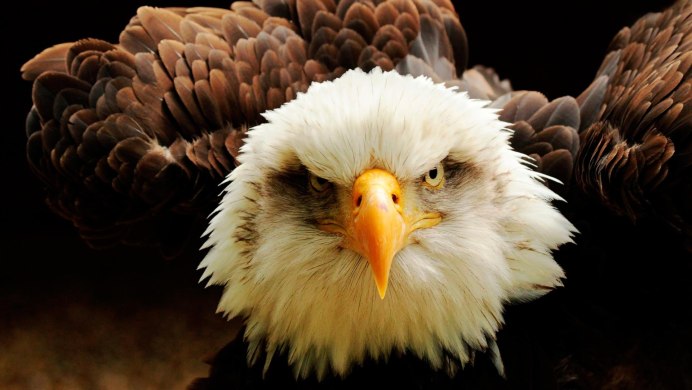 Орел коричневый