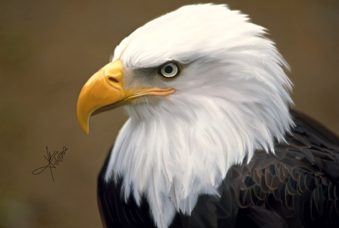 Орлан белохвост и белоголовый Орлан