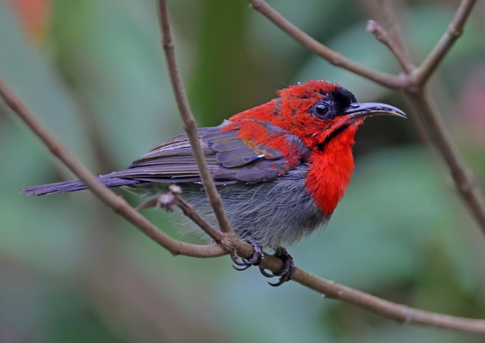 Aethopyga siparaja